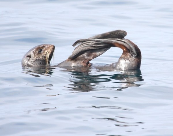 Northern Fur Seal